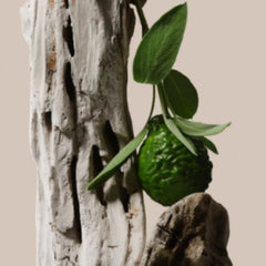Driftwood - Trio